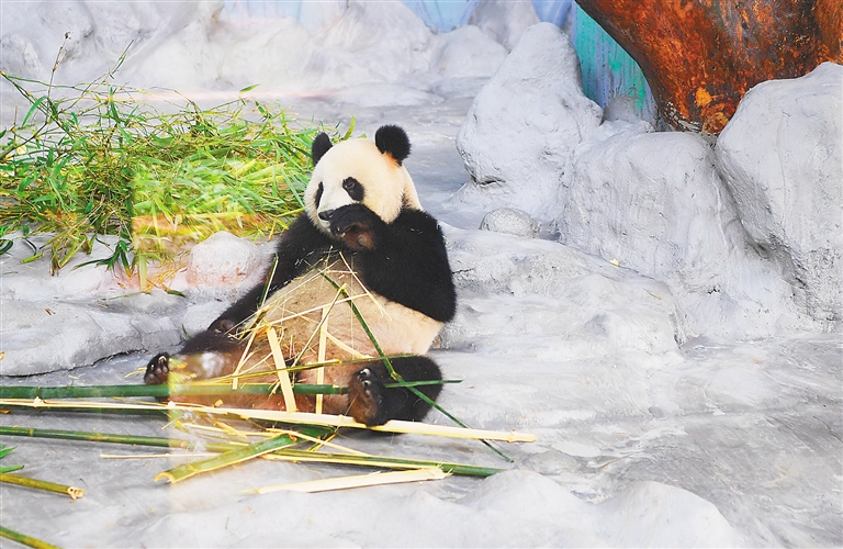 到海南热带野生动植物园看国宝大熊猫。 本报记者 张茂 通讯员 丽丽 摄.jpg