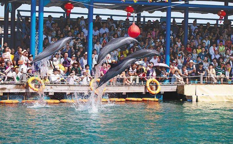 游客在陵水分界洲岛观看海豚表演。王凯 童国强 摄.jpg
