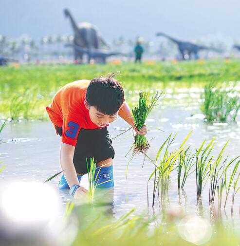 学生到三亚水稻公园体验水稻主题研学游。记者 封烁 摄.jpg