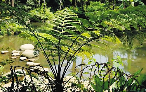 海鼎百花岭雨林文化旅游区内的植物桫椤，有“活化石”之称。本报记者 苏晓杰 摄.jpg