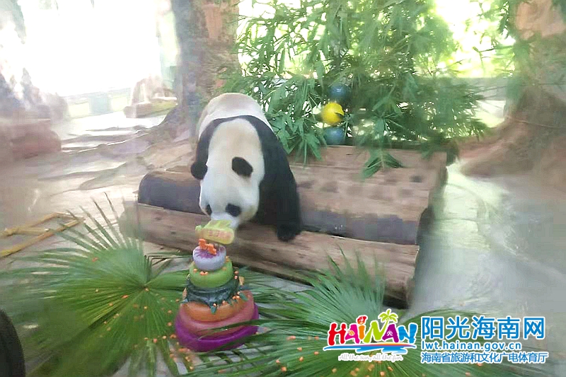 海南热带野生动植物园举办大熊猫贡贡、舜舜6岁生日会