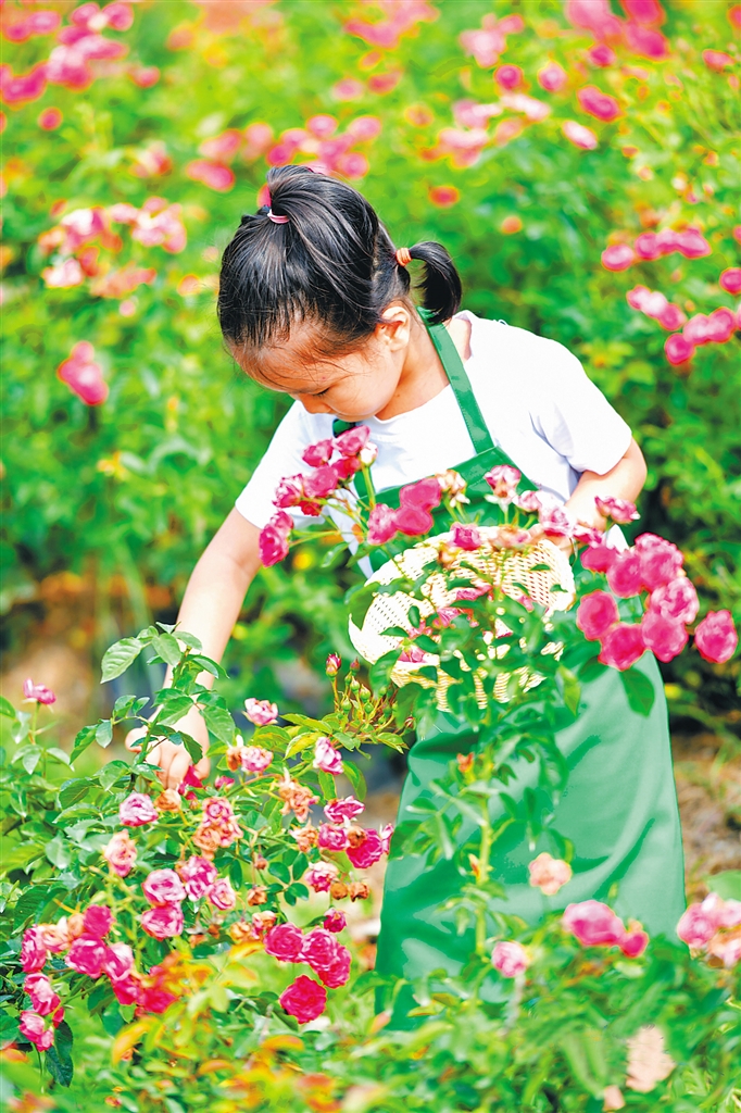 小游客在采摘可食玫瑰。（景区供图）.jpg