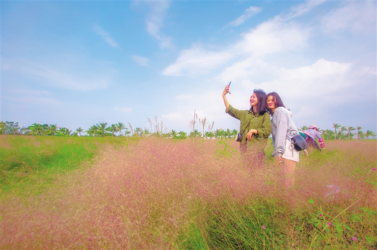 市民游客在桂林洋国家热带农业公园粉黛乱子草爱心广场拍照。袁琛 摄